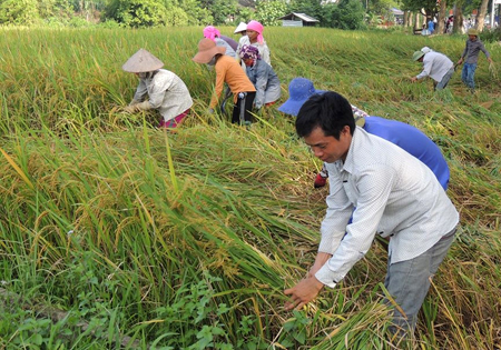 Nông dân thị xã Nghĩa Lộ thu hoạch lúa mùa.
